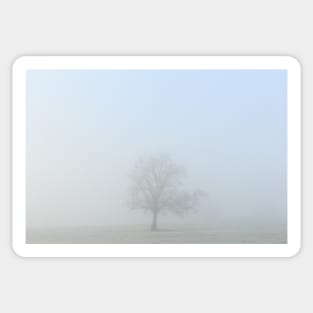 Morning Mist And A Lone Tree Sticker